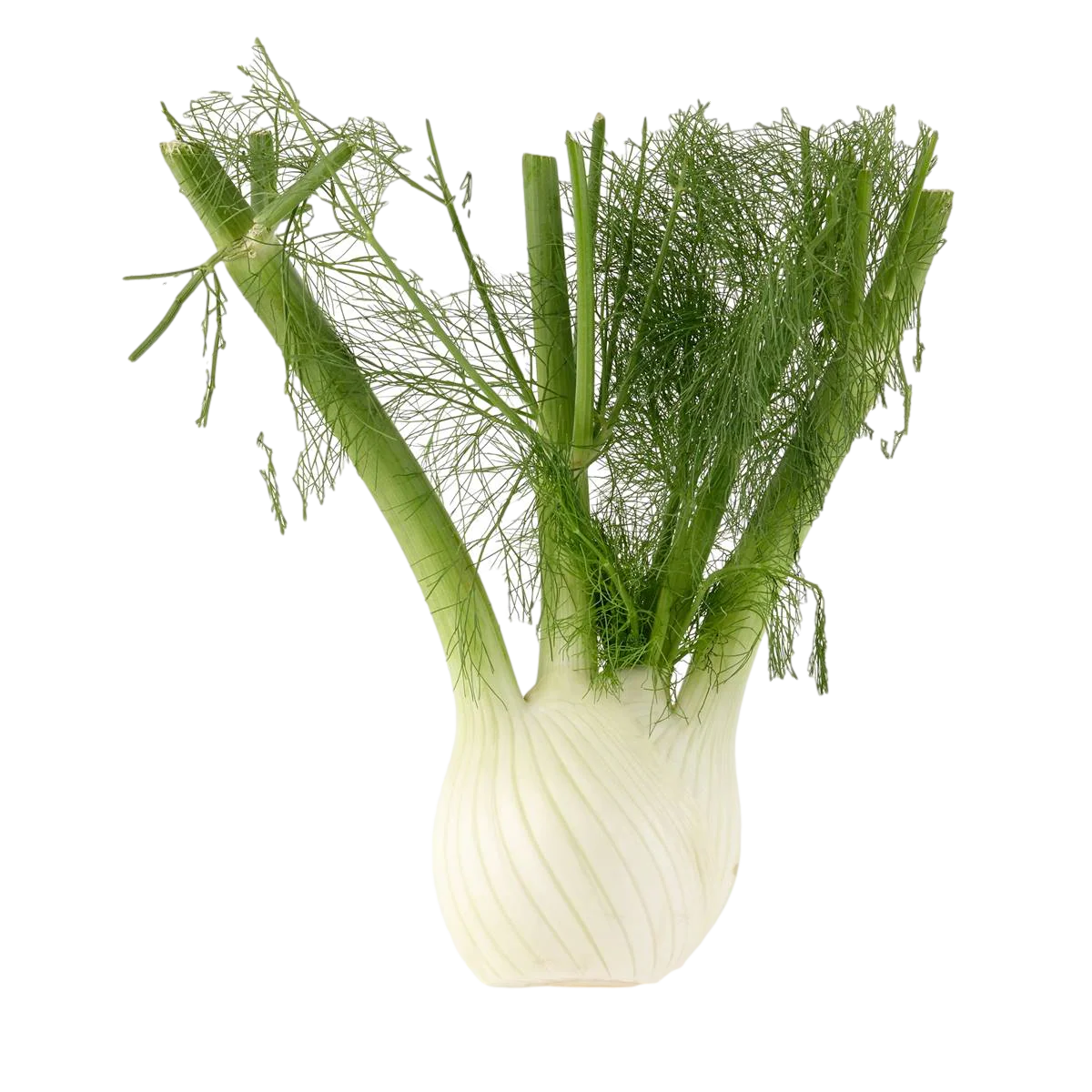 Fennel (By Each) - Papaya Express