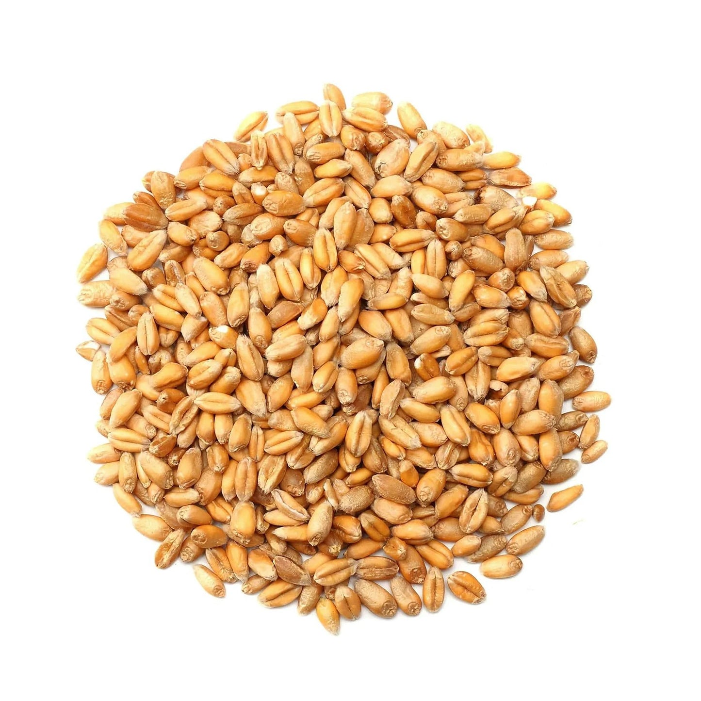 Peeled Whole Wheat (per LB) - Papaya Express