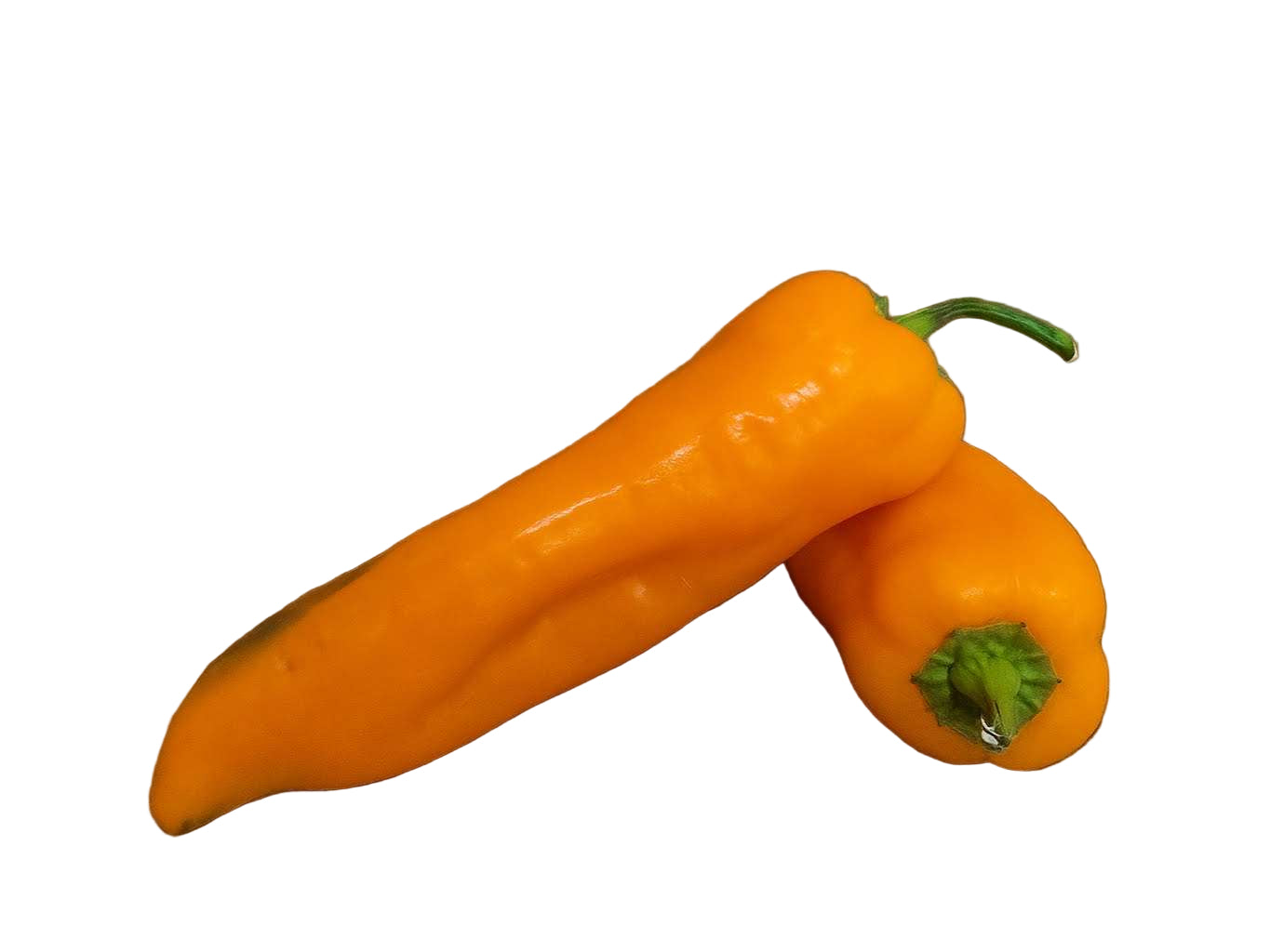 Orange Shepherd Pepper