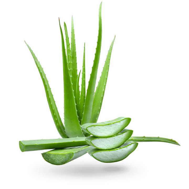 Aloe Vera (By Each)