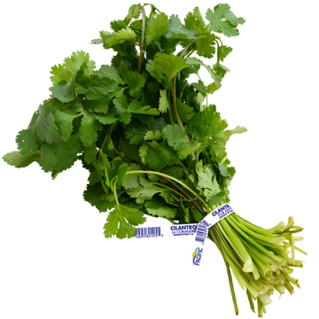 Cilantro ( By Each ) - Papaya Express