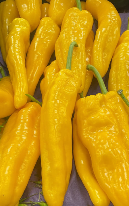 yellow Shepherd Pepper (By Lb)