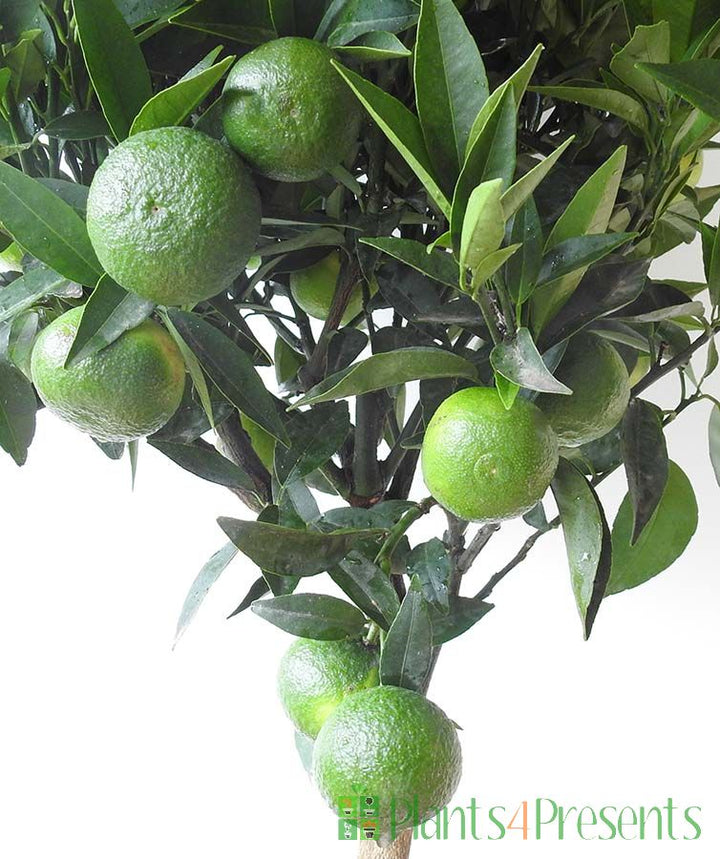 Clementine Green (By LB)