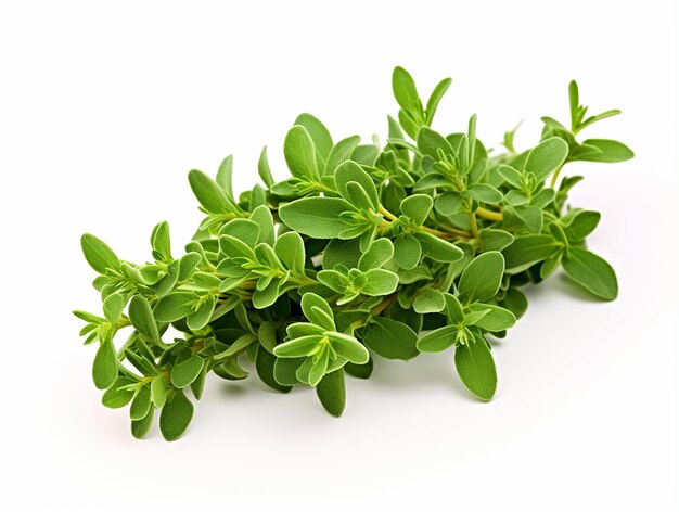 Fresh Thyme ( By Each ) - Papaya Express
