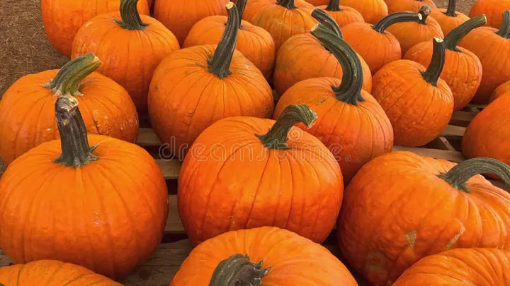 PUMPKIN LARGE (BY EA)