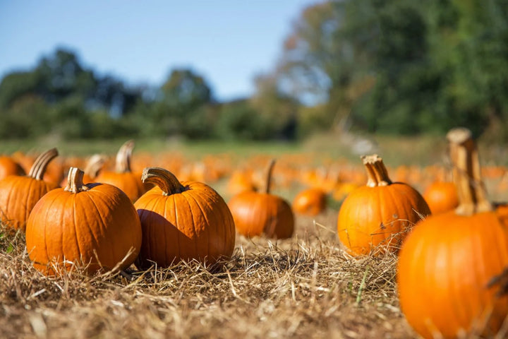 PUMPKIN MINI (BY EA)