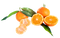 Oranges Satsuma ( By LB ) - Papaya Express