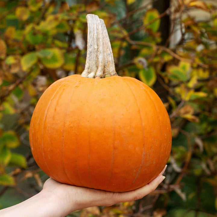 PUMPKIN MINI (BY EA)
