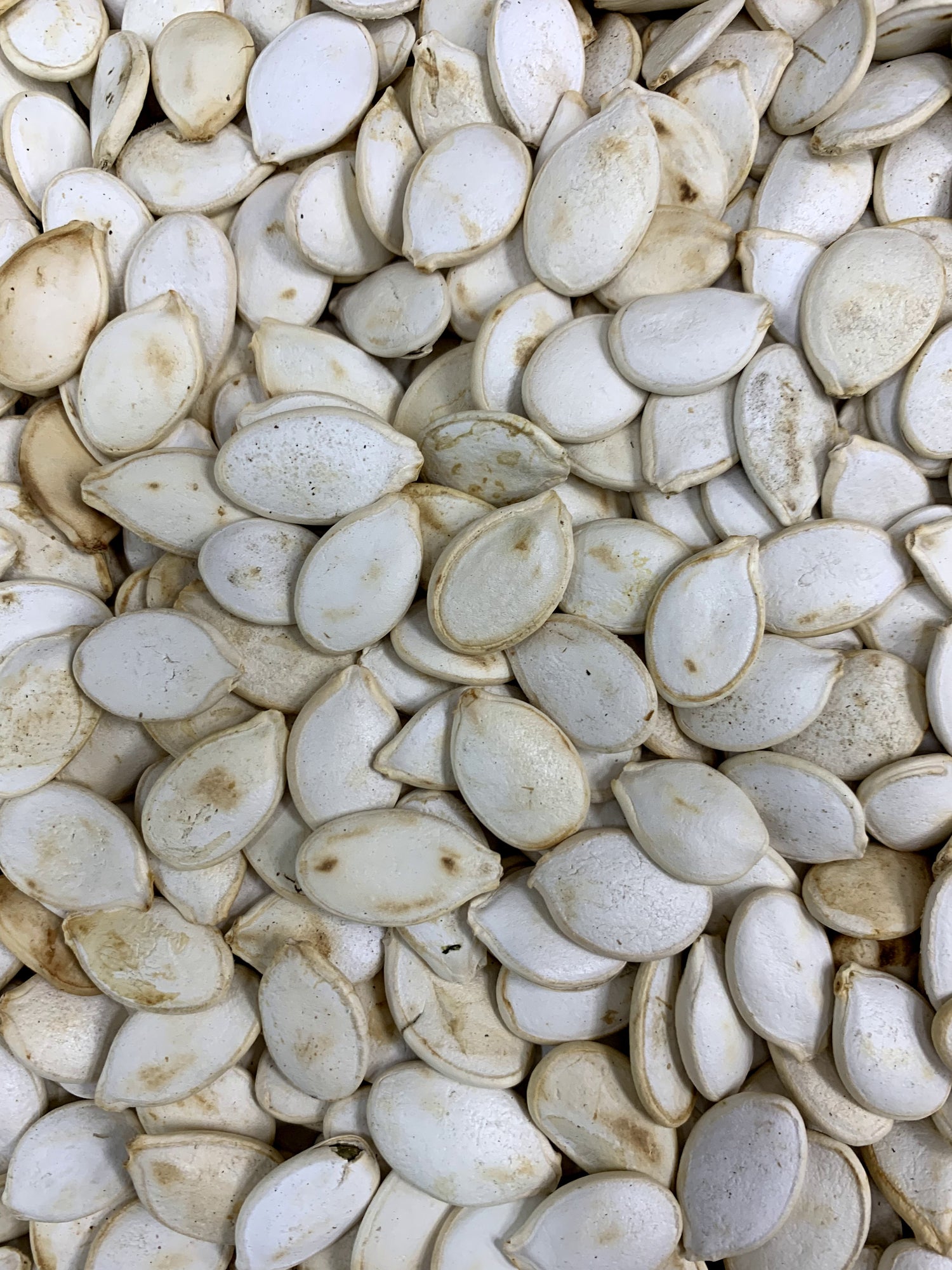 Pumpkin White Seeds Unsalted - 1lb - Papaya Express