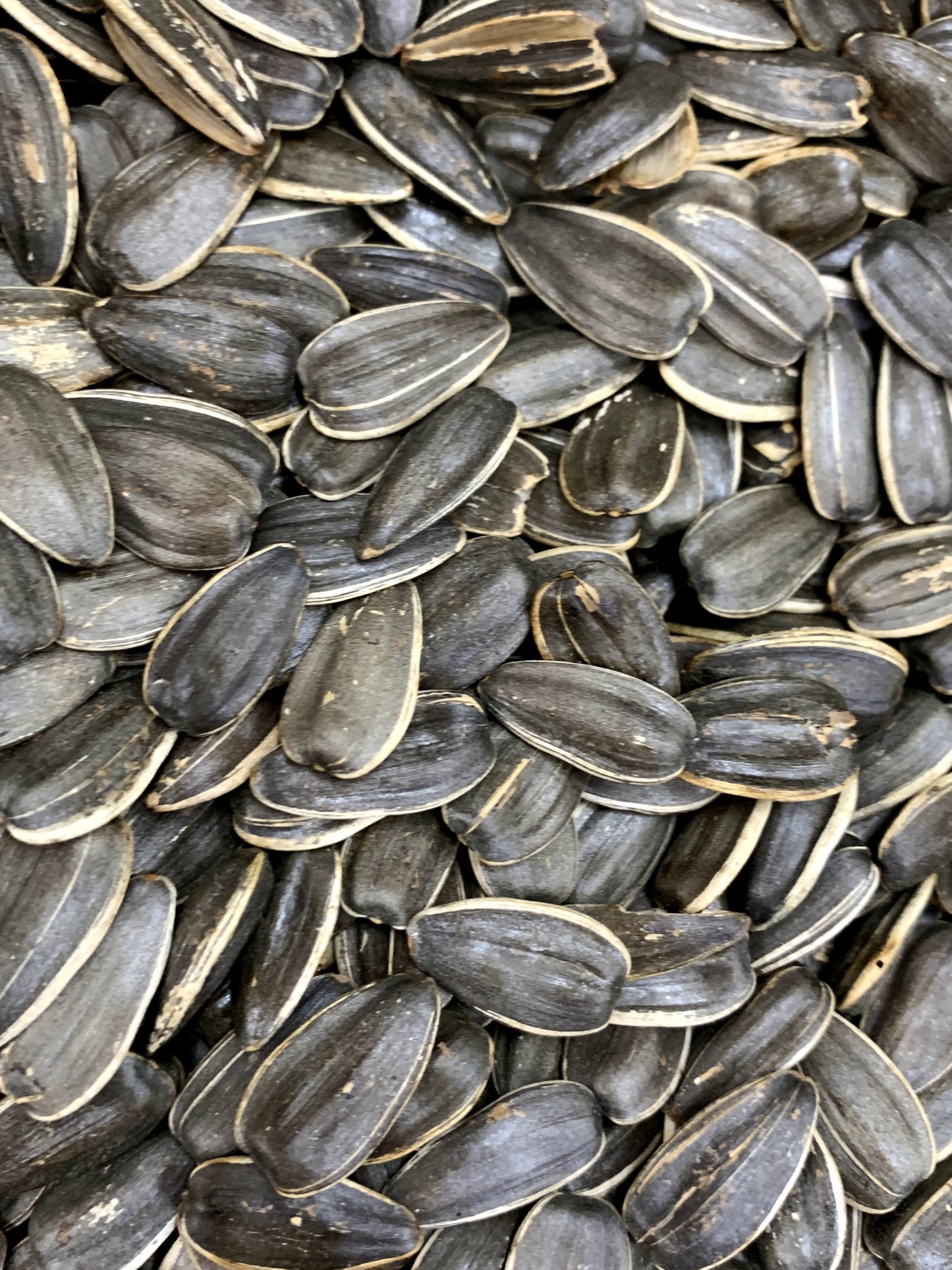 Sunflower Seeds Unsalted 1lb - Papaya Express