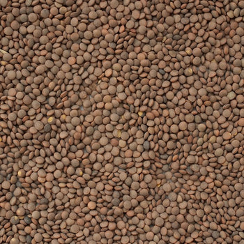 Brown Lentils, per 16oz - Papaya Express