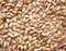 Peeled Whole Wheat, per 16oz - Papaya Express