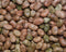 Small Fava Beans, per 16oz - Papaya Express